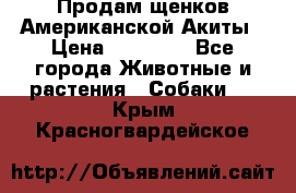 Продам щенков Американской Акиты › Цена ­ 25 000 - Все города Животные и растения » Собаки   . Крым,Красногвардейское